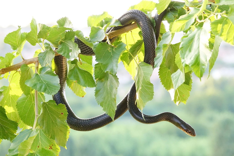 A two-metre-long black snake climbs a tree in Diyarbakir, Turkey